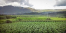 Crops growing near Shaxi