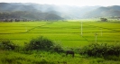 Rice fields Shaxi