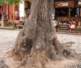 Old tree Market Square Shaxi