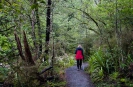 Track to Sharplin Falls