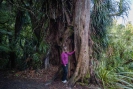 Northern Rata Pukeiti Gardens Taranaki