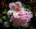 Rhododendrons Pukeiti Gardens Taranaki
