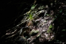 Vegetation on Mt Te Aroha track