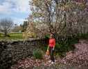 Wyn at Glenbervie; stone walls, magnolias and bags of oranges at the gate.