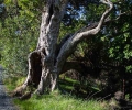 Puriri tree Whale Bay track