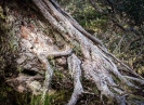 Strange trees on the Whale Bay track