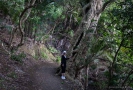 Another Puriri tree on the Wale Bay track