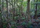 Forest track to Tane Moana