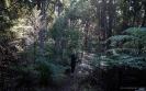 Forest track to Tane Moana