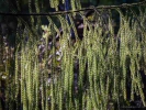 Rimu tree leaves