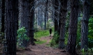 Tane Moana track - pine forest