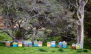 Beehives - Whananaki Walkway