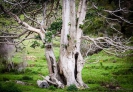 Puriri tree - Whananaki Walkway