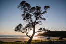 Pohutukawa at Sandy Bay