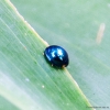 A closer look at the little ladybird
