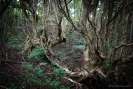 Enchanted tree in the enchanted forest at Waihi Beach