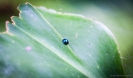 Little Ladybird on big Leaf