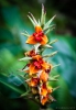 Flower in the forest Waihi Beach