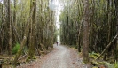 Forest section of Wilderness Trail near SH6