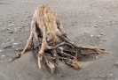 Driftwood on Okarito Beach