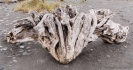 Driftwood on Okarito Beach