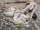 Driftwood on Okarito Beach