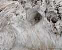 Driftwood on Okarito Beach