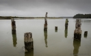 Old wharf piles at Okarito Lagoon