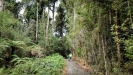 Forest section towards Lake Kaniere