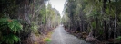 Another forest section of Wilderness Trail near SH6
