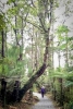 Ship Creek walk