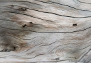 Driftwood at Okarito Beach