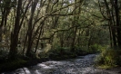 Stream at Pleasant Flat