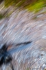 Bush trail abstract
