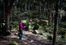 Waipu Caves Track