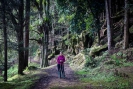 Waipu Caves Track