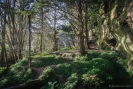 Forest beside entrance to Waipu Cave