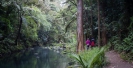 Hatea River below Whangarei Falls