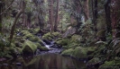 Waikoromiko Stream in A H Reed Memorial Park Whangarei