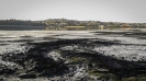 Manukau Harbour